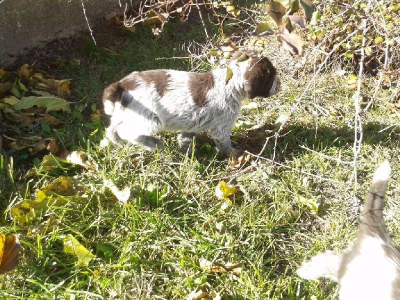 Chiots